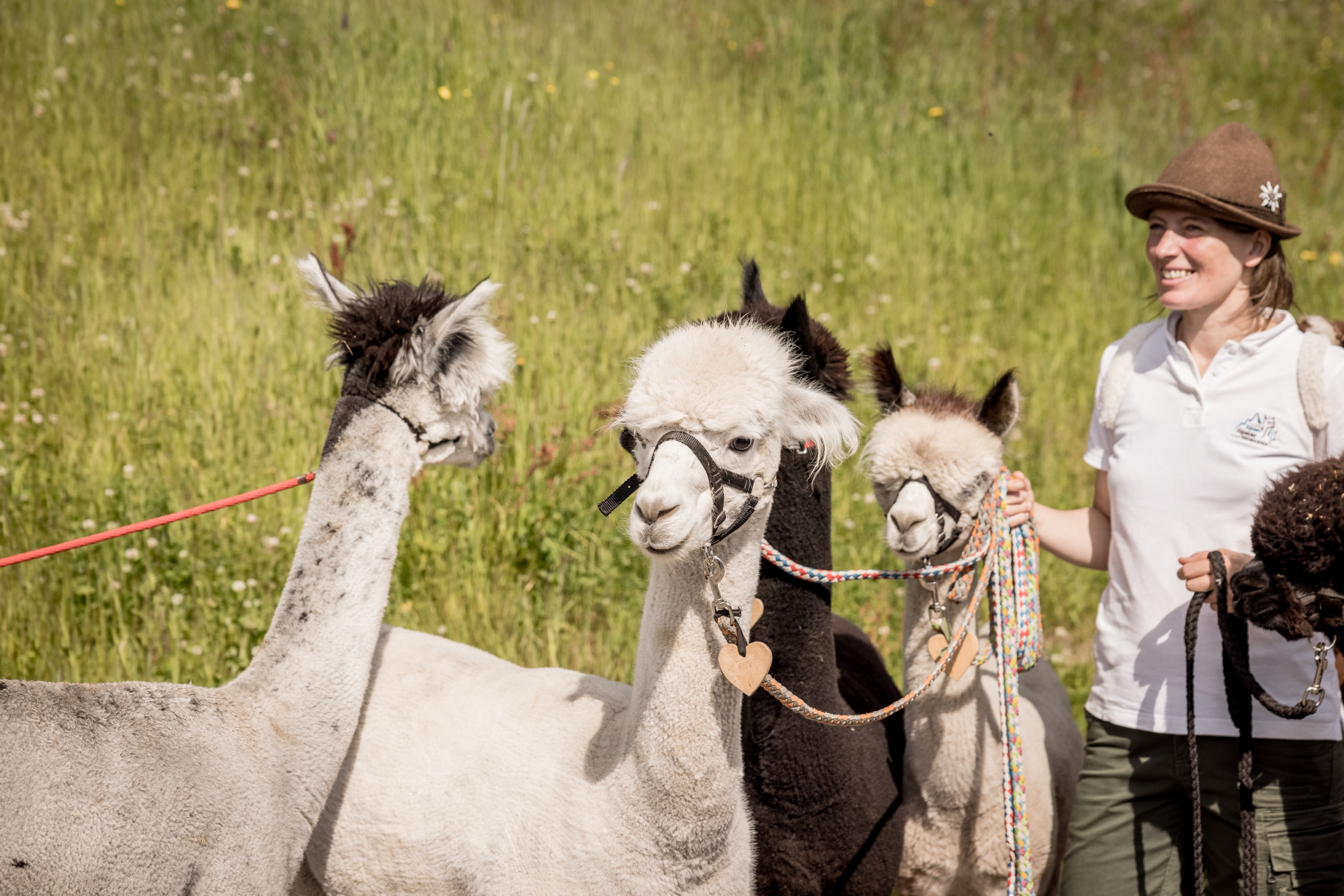 Geführte Familienwanderung mit Alpakas in Sölden - Alpaka-Wanderung in Sölden Geführte Familienwanderung mit Alpakas in Sölden - Alpaka-Wanderung in Sölden