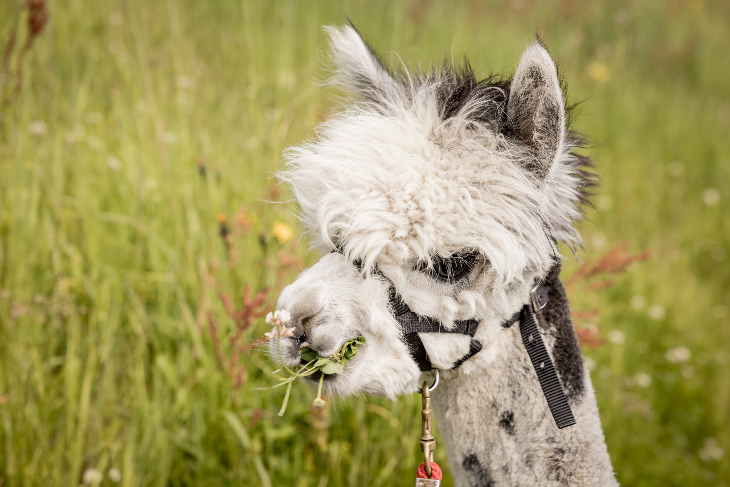 Alpakas in Sölden - Alpakas vom Brandlehof in Sölden, Tirol Alpakas in Sölden - Alpakas vom Brandlehof in Sölden, Tirol