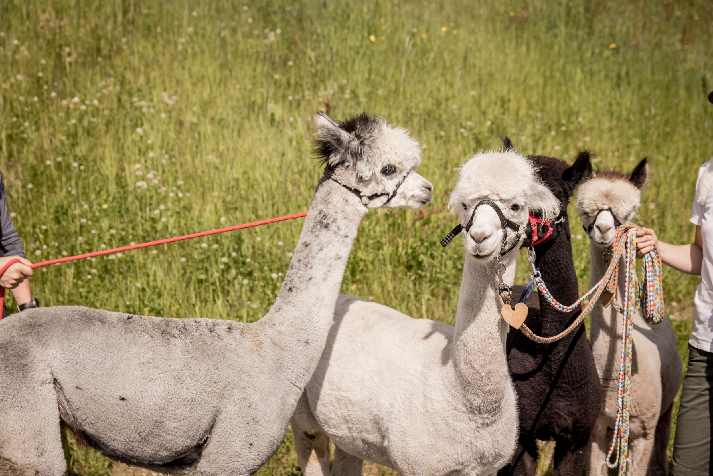 Alpakawanderungen in Sölden - 5* Hotel Das Central Alpakawanderungen in Sölden - 5* Hotel Das Central