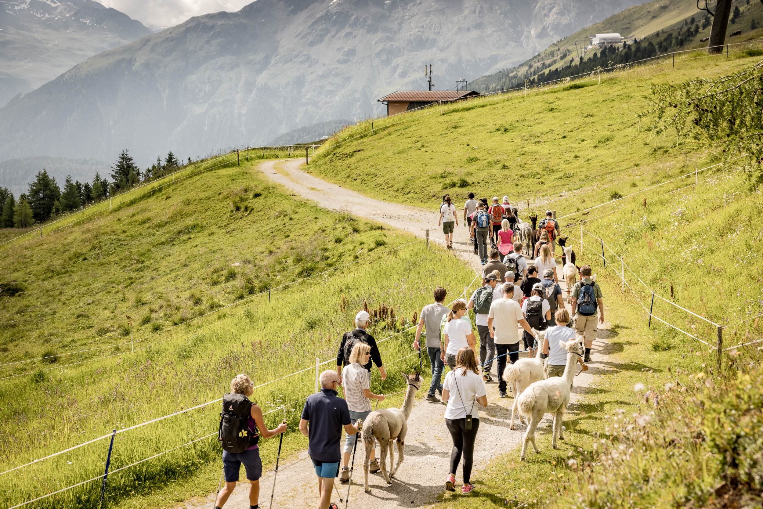 Wanderung mit Alpakas am Giggijoch in Sölden - 5* Hotel Das Central gemeinsam mit dem Brandlehof in Sölden Wanderung mit Alpakas am Giggijoch in Sölden - 5* Hotel Das Central gemeinsam mit dem Brandlehof in Sölden