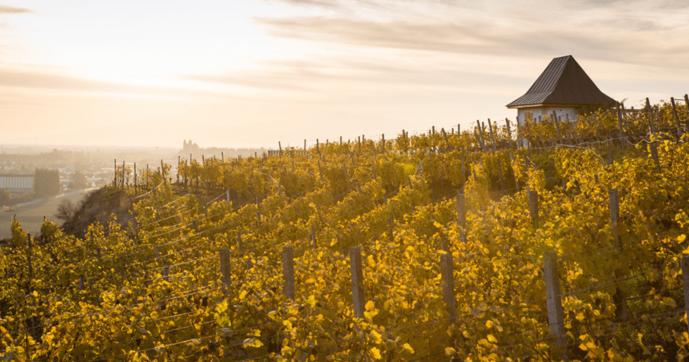 Weingut Dr. Heger Weingut Dr. Heger